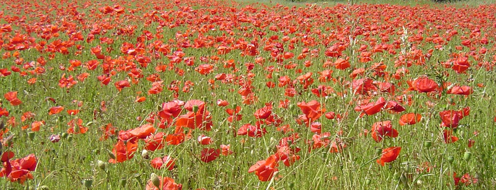 poppies